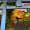 秋月2021　晩秋-02　鳥居と石段
