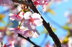 福ふくの里2023　3月-1　河津桜