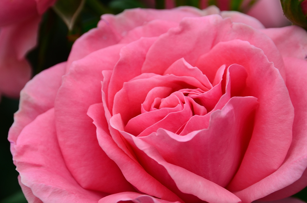 農事センター2020　5月-2　薔薇　マガリ
