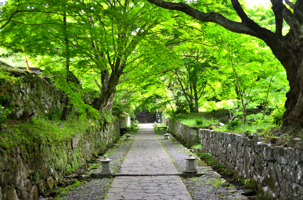 両子寺2022　5月-2　参道
