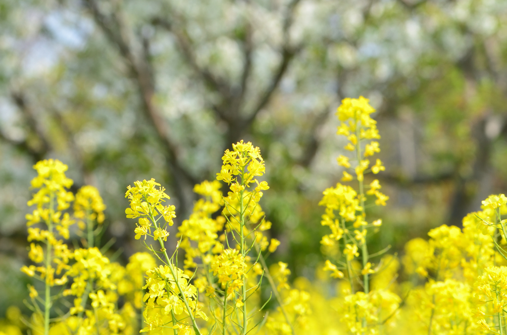 海の中道海浜公園2022　4月　菜の花と桜