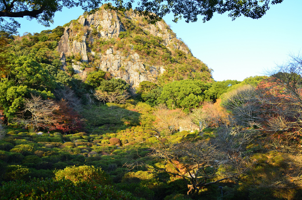 御船山楽園2019-1　秋　御船山＆桜の木、久留米ﾂﾂｼﾞ