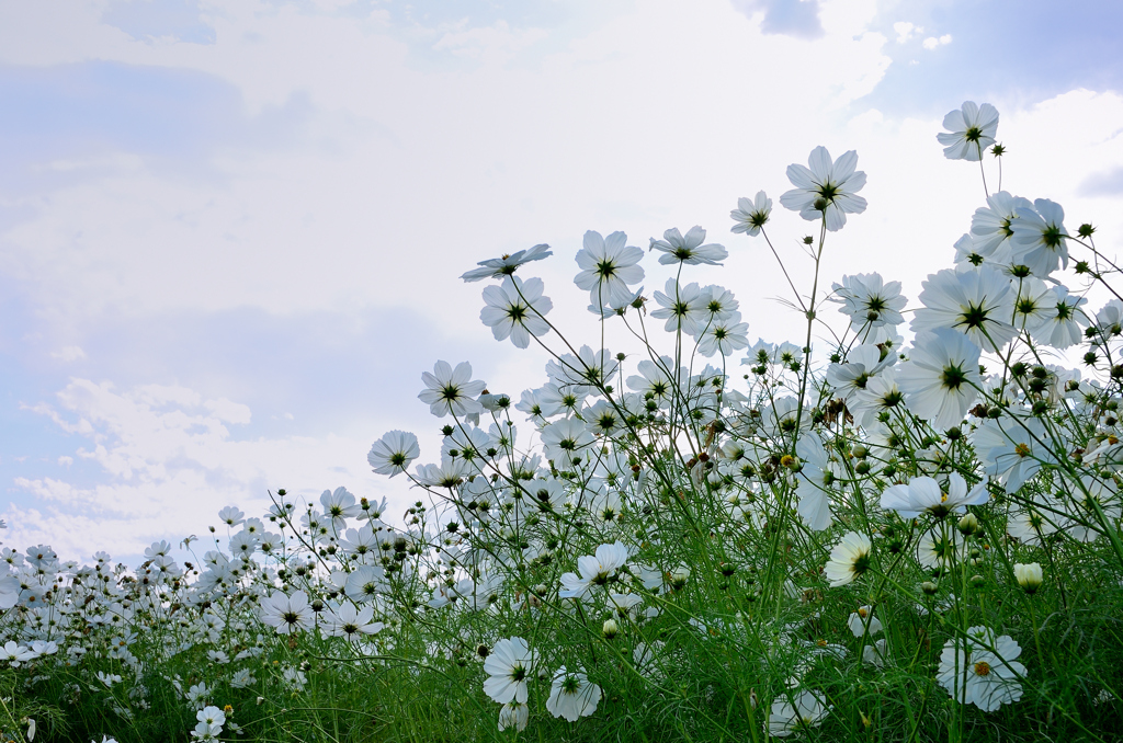 三光村2023　10月-01　コスモス畑③