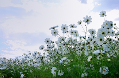 三光村2023　10月-01　コスモス畑③