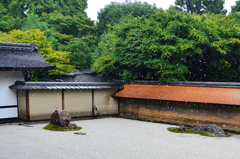 龍安寺2022　7月-2　雨の石庭　雨粒