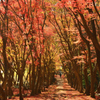河内藤園2022　11月-1　紅葉の小径②