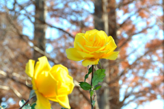 農事センター2023　冬-3　薔薇　ヘンリーフォンダ②