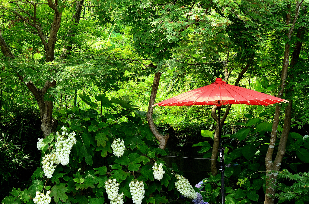三井寺（福岡）2021　6月-3　野点傘と青モミジに柏葉紫陽花