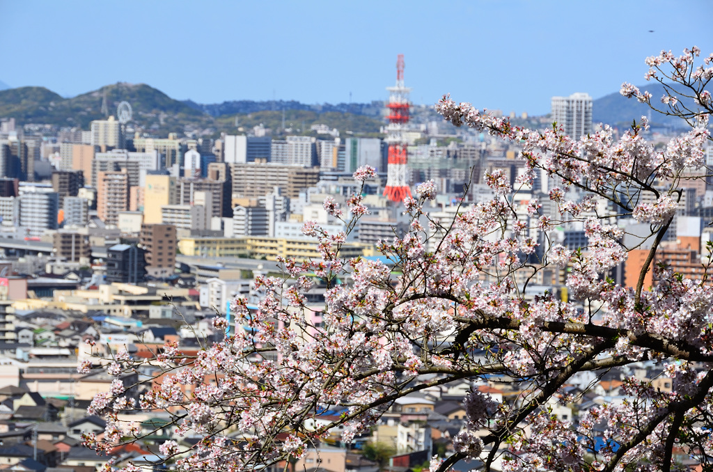 足立公園2020　4月-2　桜＆電波塔