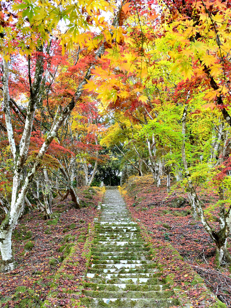 御霊もみじ2022　晩秋-4　参道石段　登り