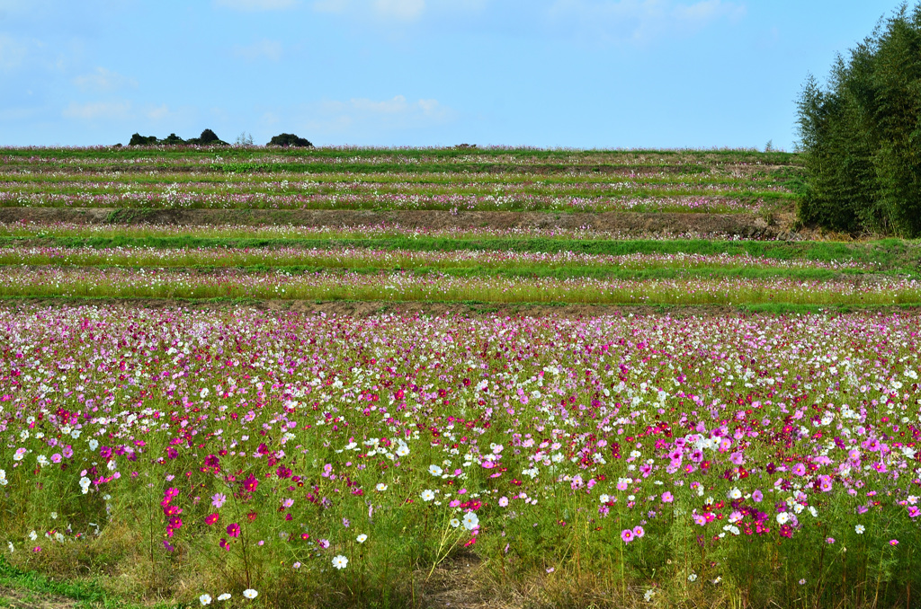 三光村2019-1　棚田