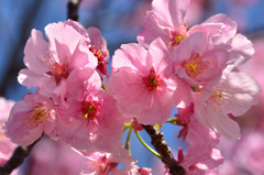 ﾒﾃﾞｨｱﾄﾞｰﾑ2020　3月　桜②