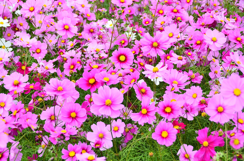 T農園2020　11月　コスモス畑