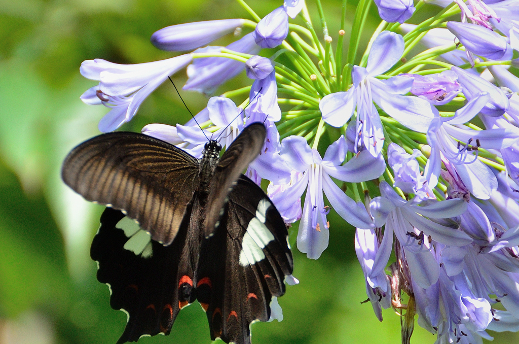 白野江2023　7月　アガパンサス＆モンキアゲハ