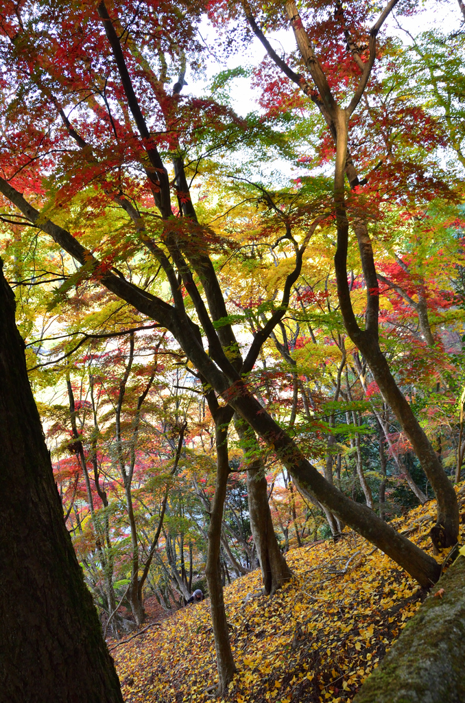 御霊もみじ2022　11月-4 　紅葉林