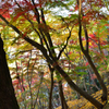 御霊もみじ2022　11月-4 　紅葉林