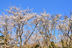 足立公園2021　3月　桜の背比べ