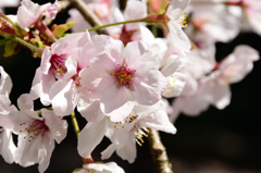 足立公園2020　春-2　桜