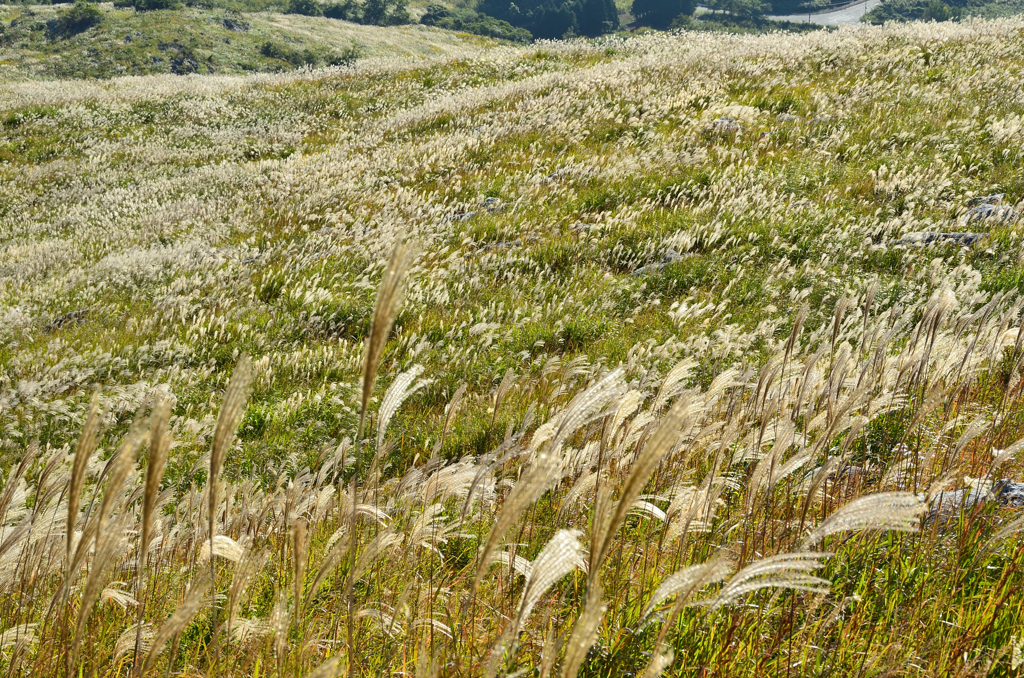平尾台2020　10月-5　ススキが原