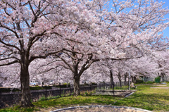 徳力2020　公園　桜　満開
