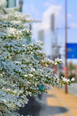 三萩野公園2023　ユキヤナギ①