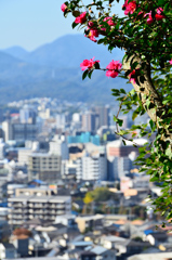 足立公園2020　11月　山茶花と都市