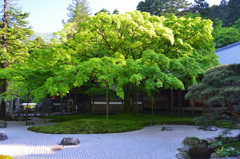 雷山千如寺2019　5月　大楓①