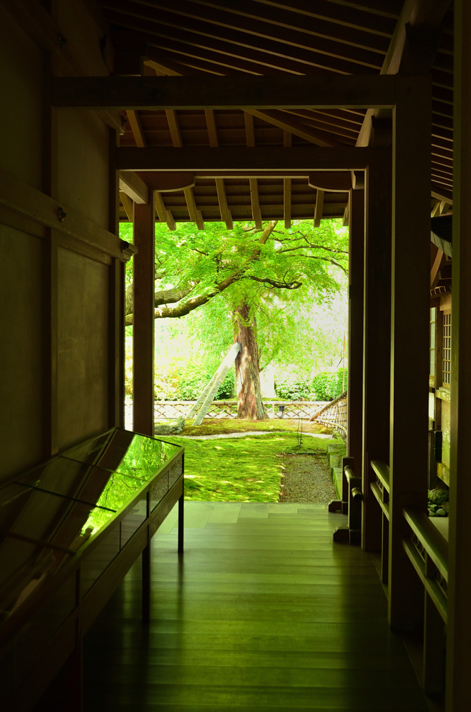 雷山千如寺2021　7月-1　みどりの廊下