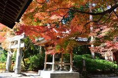 大興善寺2022　11月-1　鐘楼と鳥居