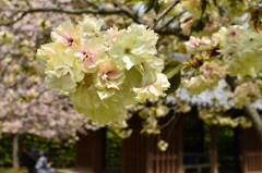 白野江2019　桜　鬱金
