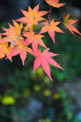 仁比山神社2019-2　もみじ②