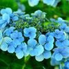 白野江2020 6月　紫陽花①