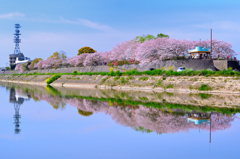 英彦山川2023　4月-1　桜と川面