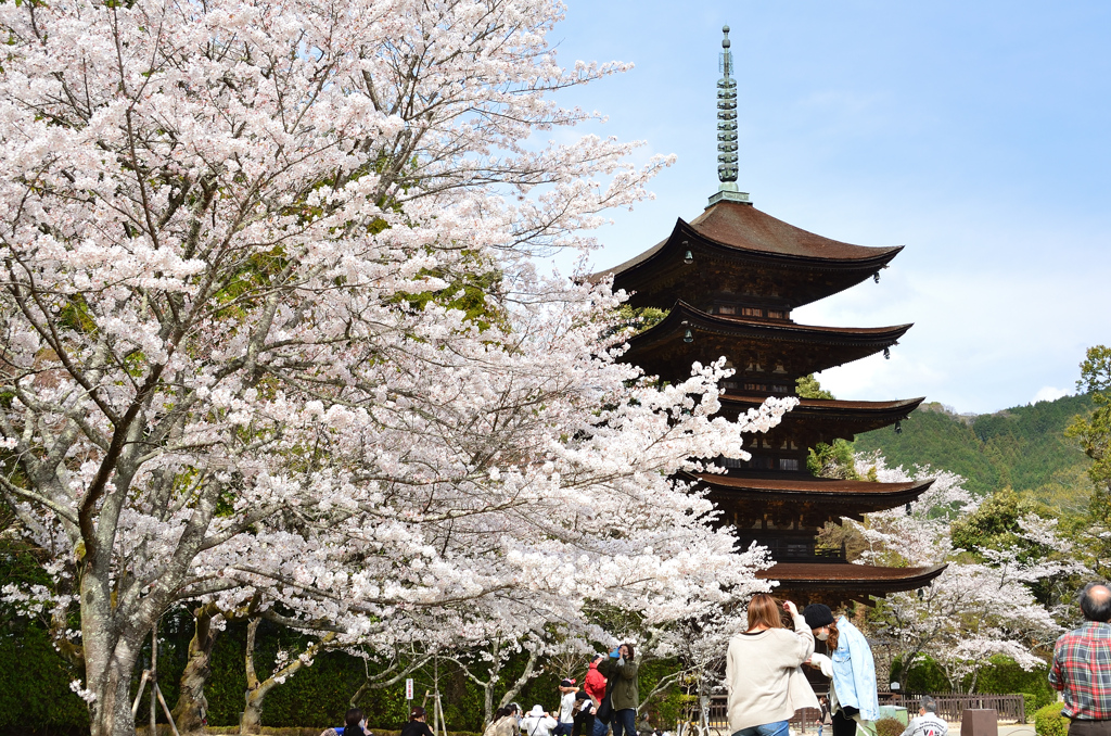 瑠璃光寺2021　3月-1　桜と五重塔①