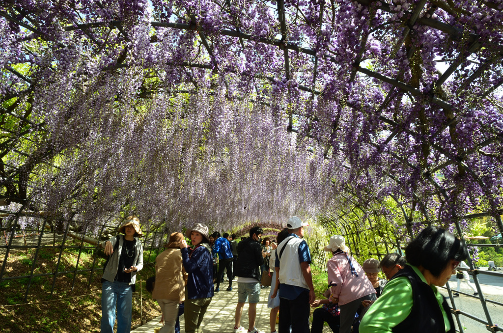 河内藤園2019　5月ｱｰﾁ1