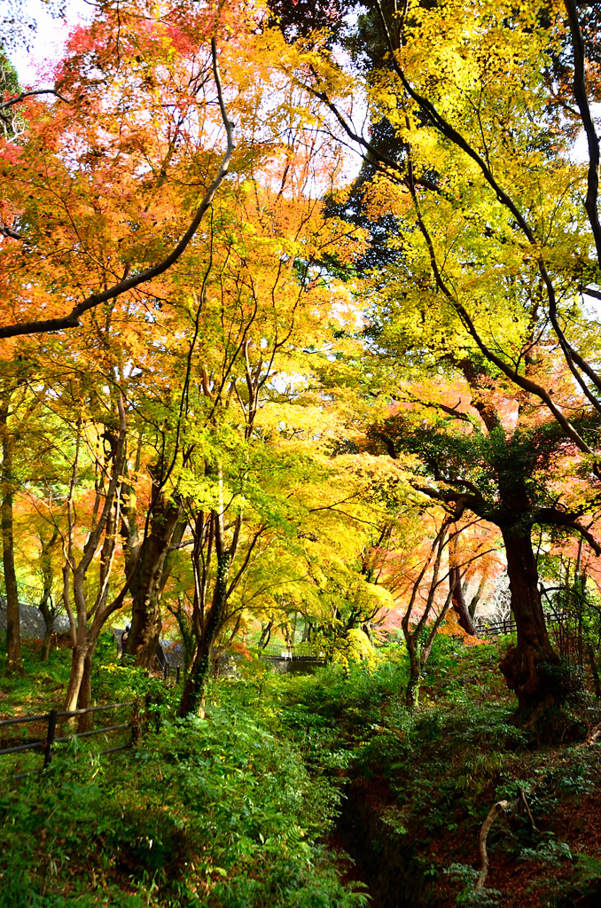 足立公園2020　12月-3　小さな沢の紅葉