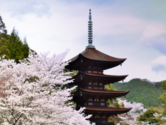 瑠璃光寺2021　3月-6　桜と五重塔