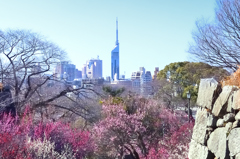 舞鶴公園2023　2月-2　梅園と福岡タワー