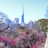 舞鶴公園2023　2月-2　梅園と福岡タワー