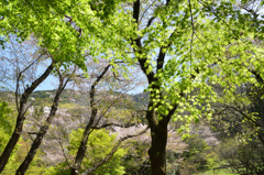 足立公園2022　4月-2　新緑の季節へ
