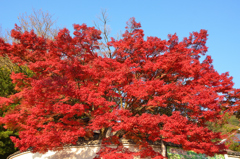 福聚寺2023　もみじ祭-04　青空と大楓①