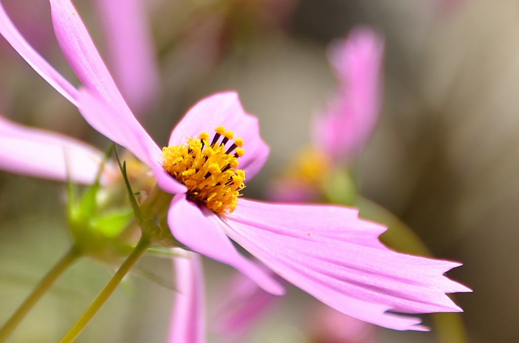 白野江2021　10月-6　秋桜