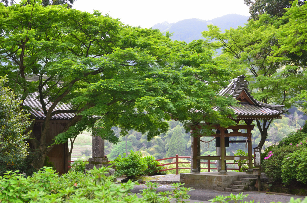 大興善寺2019　4月鐘楼＆もみじ