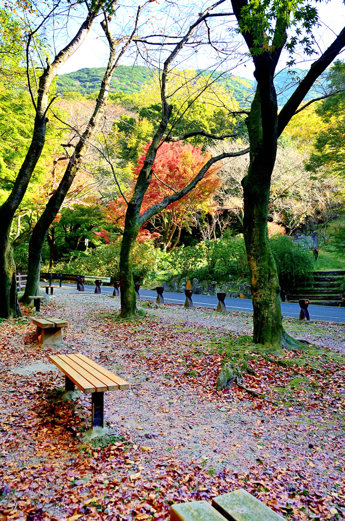 足立公園2020　11月-1　ベンチ