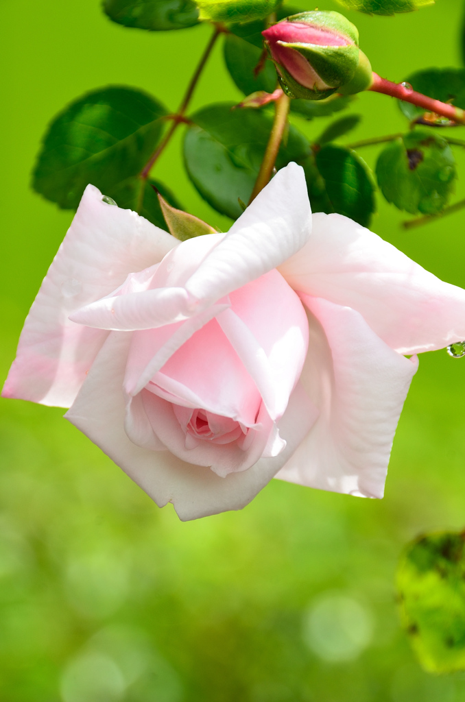 バルコニー2021　5月　薔薇⑤