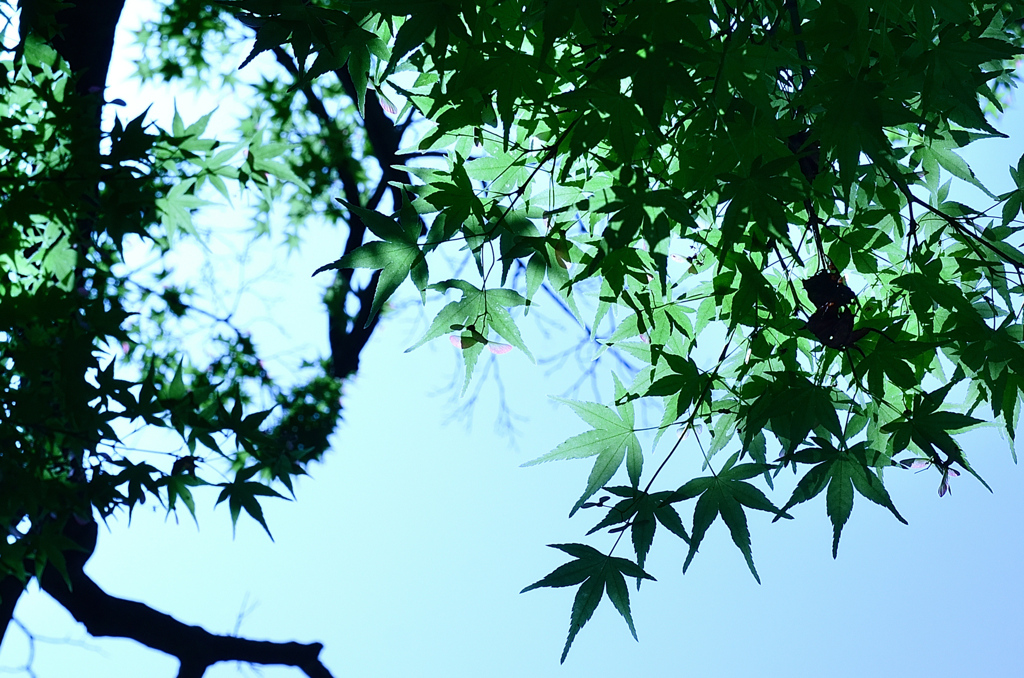足立公園2021　春　青もみじ&ヘリコプター