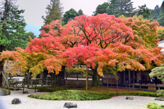 雷山千如寺2019　11月-6　大楓紅葉①