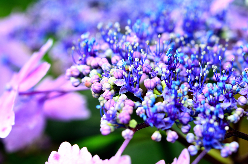 もととりアジサイ園2021　6月-4　紫陽花　ガクアジサイ開花中