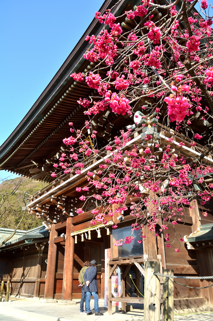 宮地嶽神社2021　2月　楼門と寒緋桜②