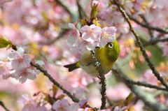 白野江2022　3月-09　サクジロー